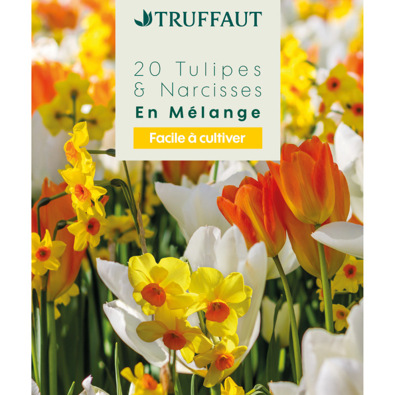 Mélange de bulbes, tulipes et narcisses : coloris
