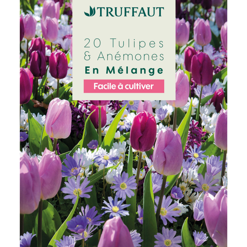 Mélange de bulbes, anémones et tulipes : coloris m
