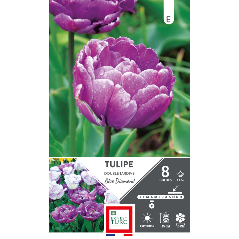 Bulbes de Tulipes doubles tardive Blue diamond - c