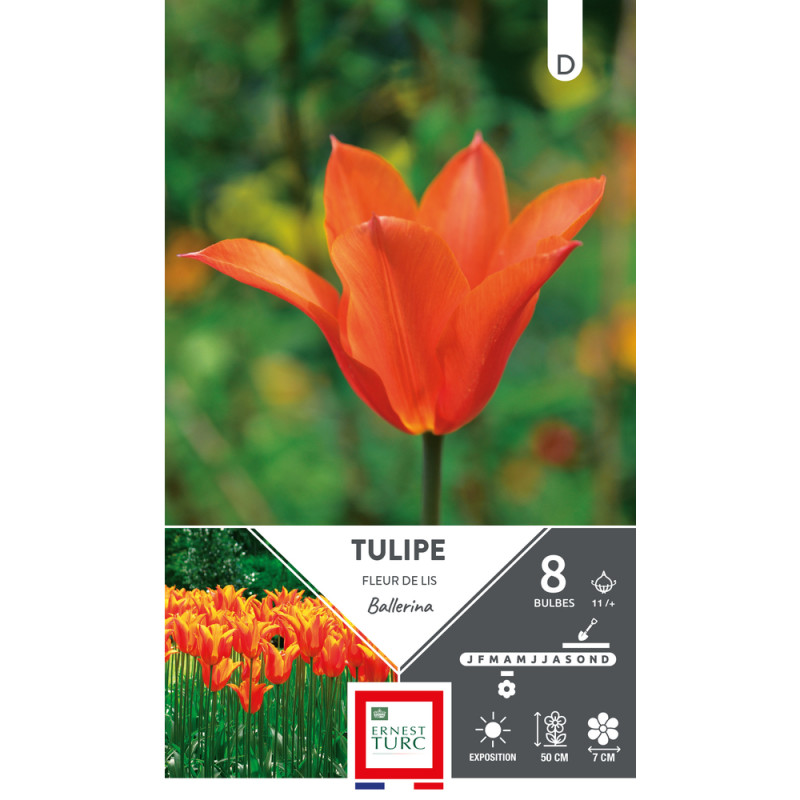 Bulbes de Tulipes fleur de lys Ballerina - coloris