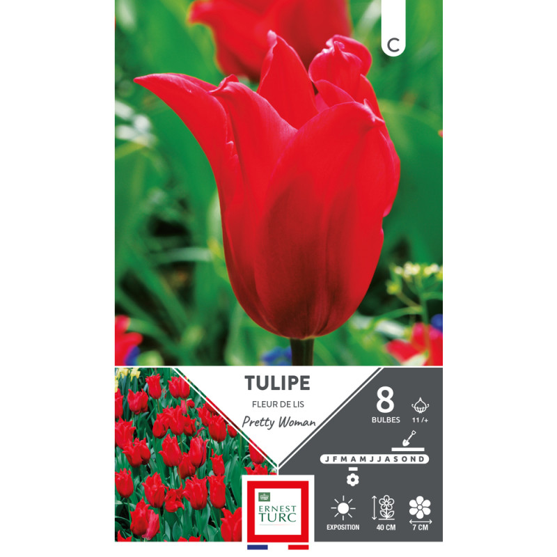 Bulbes de Tulipes fleur de lys Pretty woman - colo