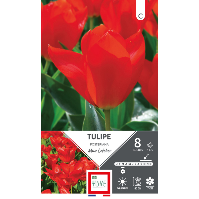 Bulbes de Tulipes fosteriana Mme Lefeber - coloris