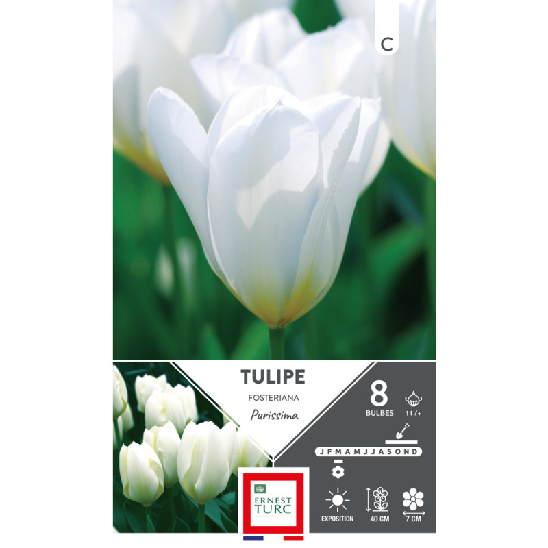 Bulbes de Tulipes fosteriana Purissima - coloris b
