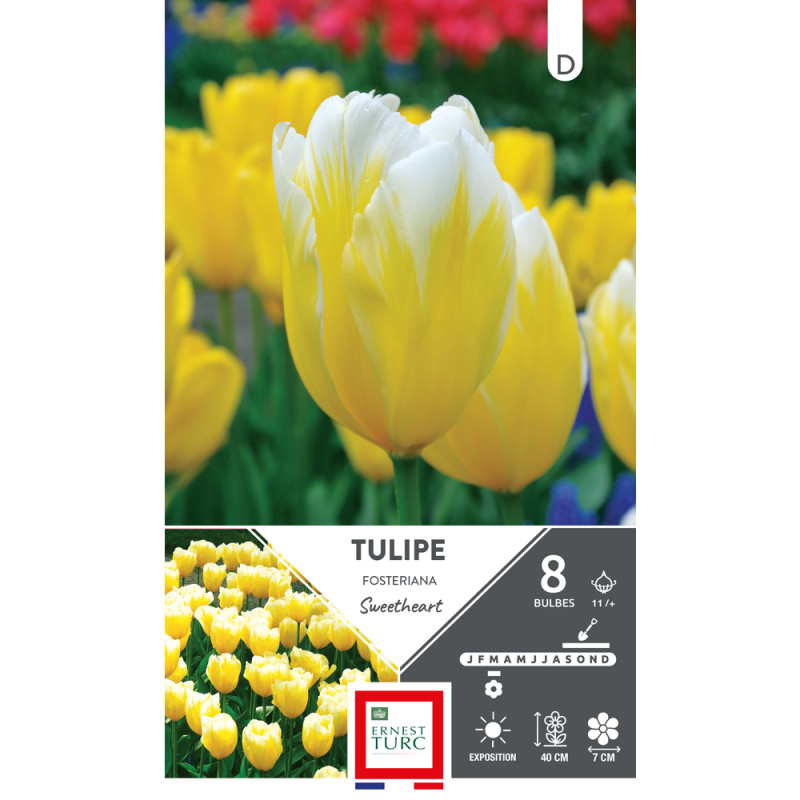 Bulbes de Tulipes fosteriana Sweetheart - coloris