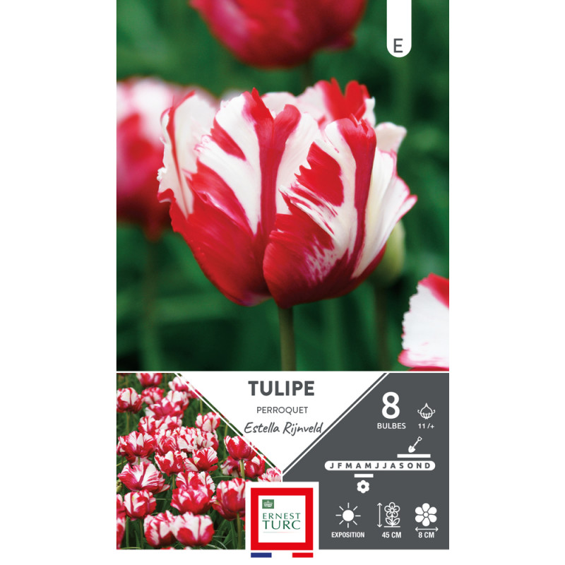 Bulbes de Tulipes Perroquet estella Rijnveld - col
