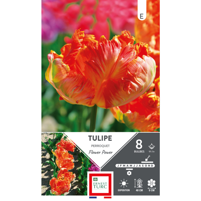 Bulbes de Tulipes Perroquet flower power - coloris