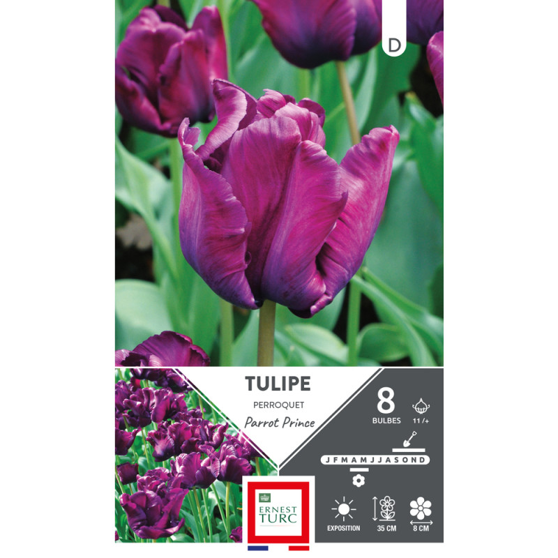 Bulbes de Tulipes Perroquet parrot prince - colori