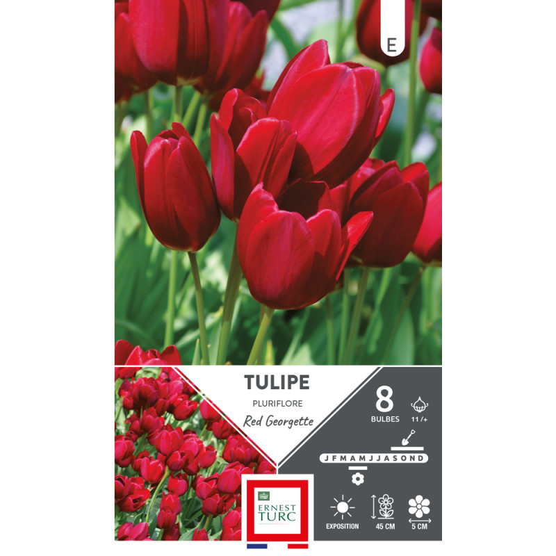 Bulbes de Tulipes pluriflore red Georgette - color