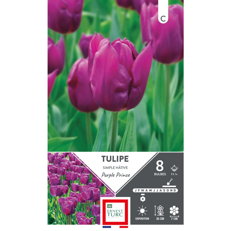 Bulbes de Tulipes simple hâtive Purple prince - co
