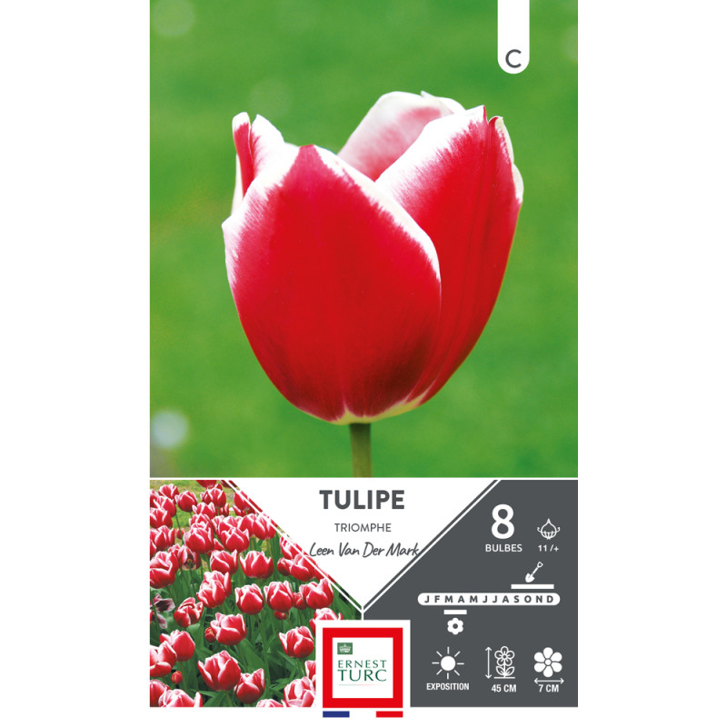 Bulbes de Tulipes Triomphe Léon van der Mark - col