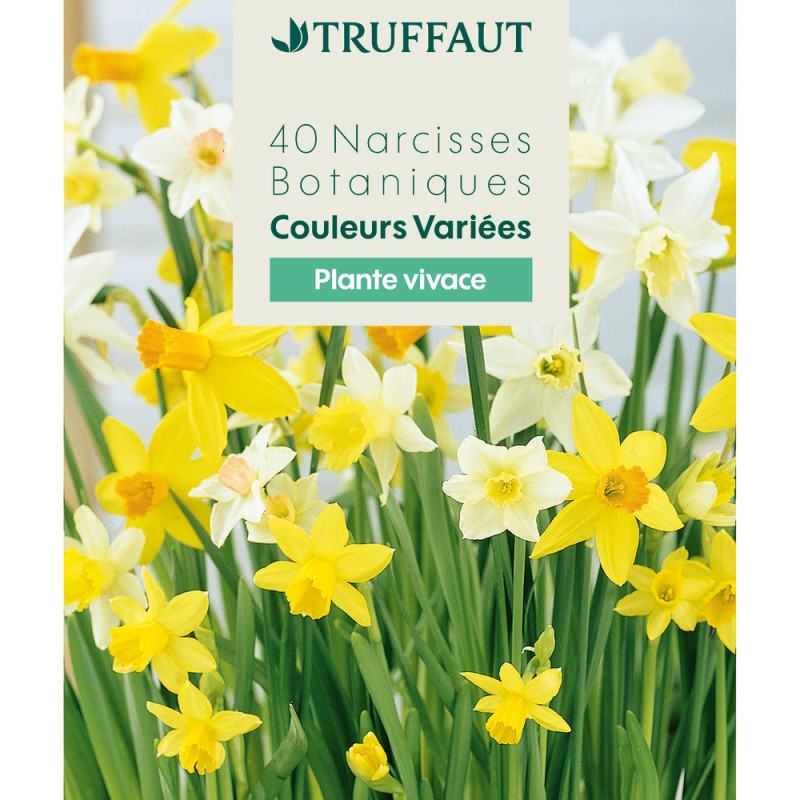 Bulbes de Narcisses botaniques - coloris mixte x40