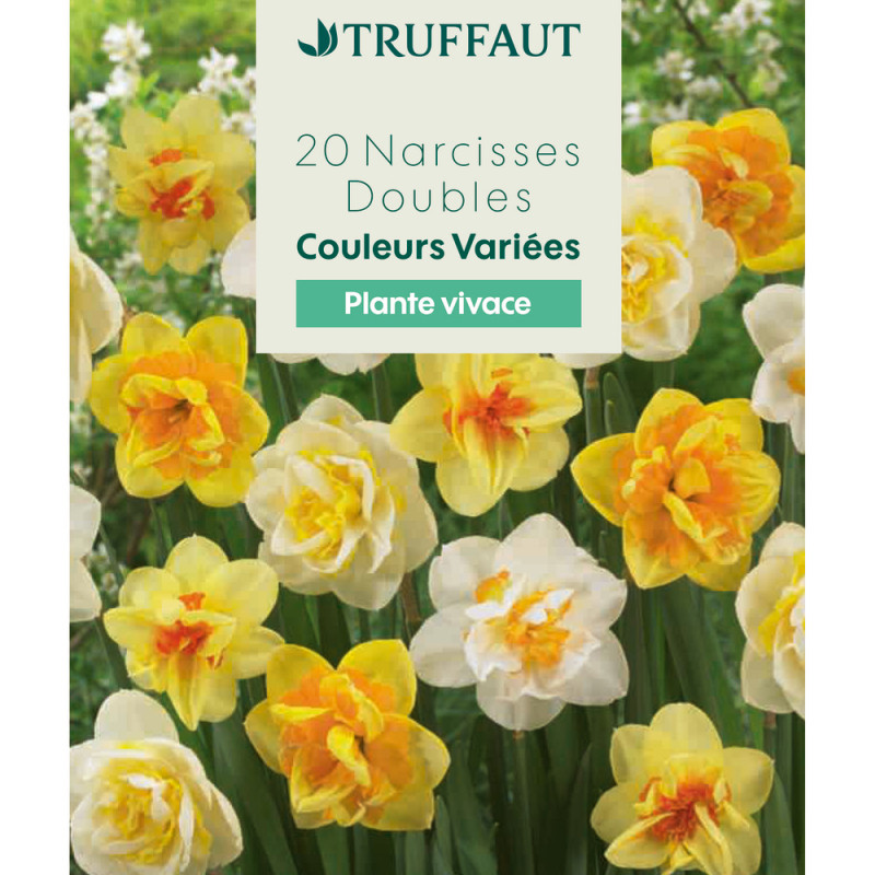 Bulbes de Narcisses doubles variés - coloris mixte