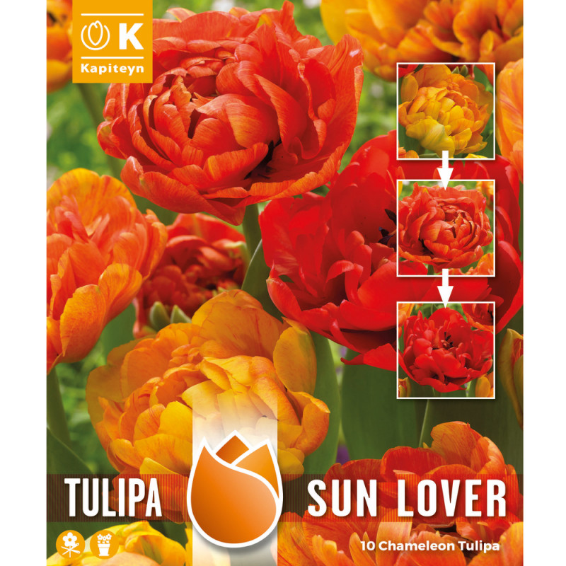 Bulbes de tulipes doubles chaméléon Sun Lover, col