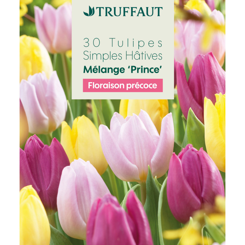 Bulbes de tulipes simples hâtives - coloris mixte