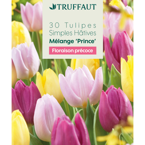 Bulbes de tulipes simples hâtives - coloris mixte