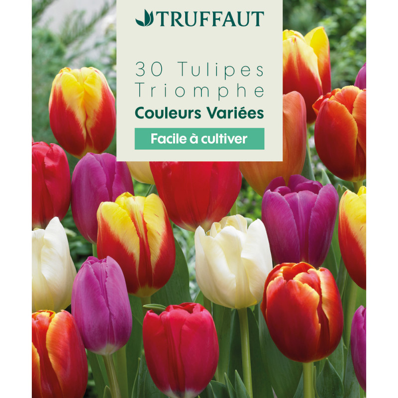 Bulbes de tulipes Triomphe - coloris mixte x30