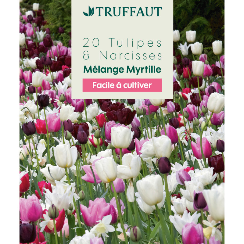 Bulbes tulipes et narcisses mélange myrtille - col