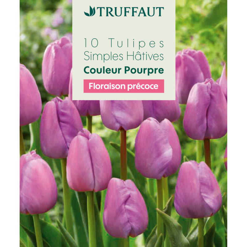 Bulbes de tulipes simples hâtives - coloris pourpr