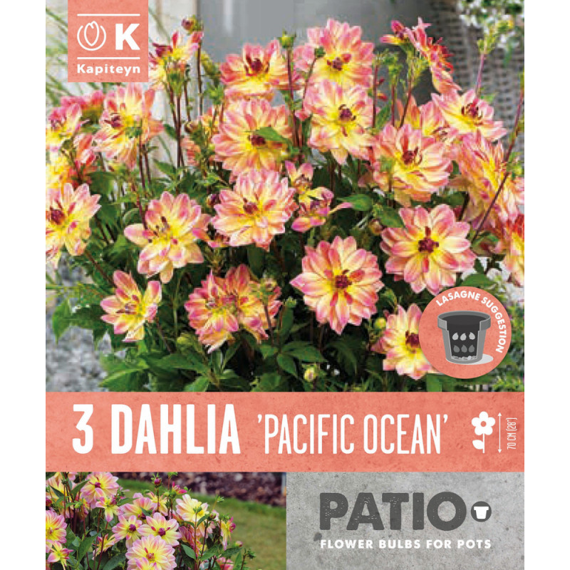3 tubercules de dahlias 'Pacific Ocean' - calibre