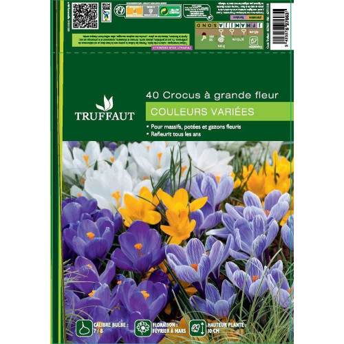 Bulbes de crocus à grandes fleurs - x40