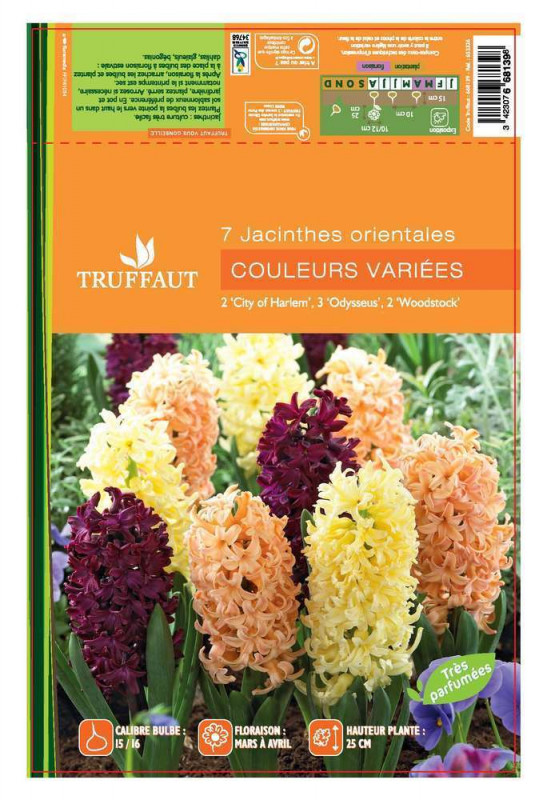 Bulbes de jacinthes 'Blend' - x7