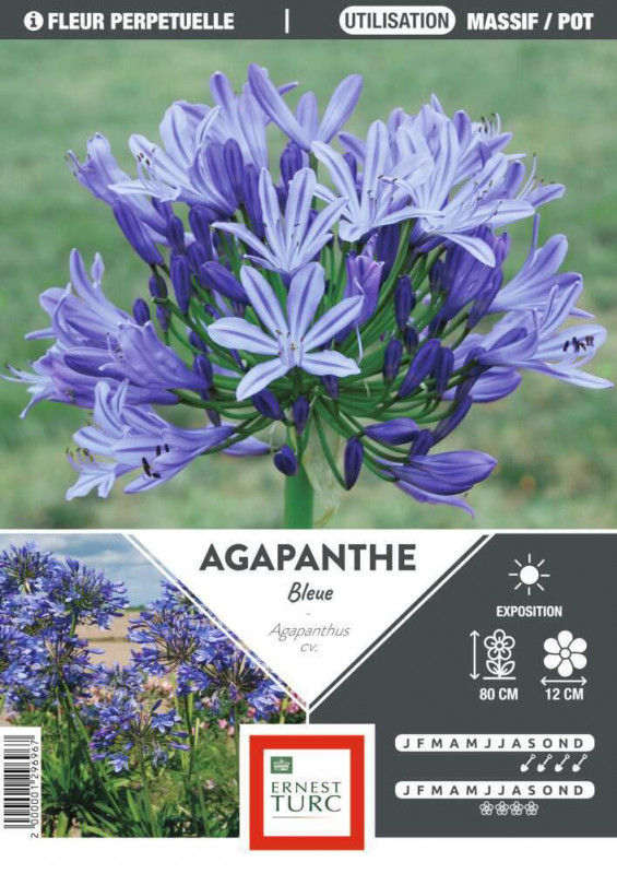 Bulbe d'agapanthe bleue - x1