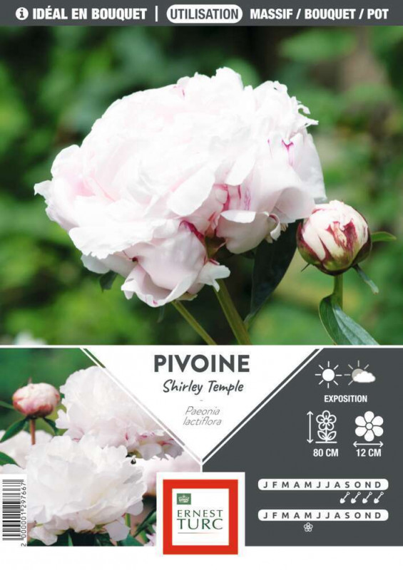 Bulbe de pivoine 'Shirley Temple' - x1