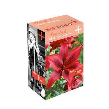 Lis asiatique red x4 14/16