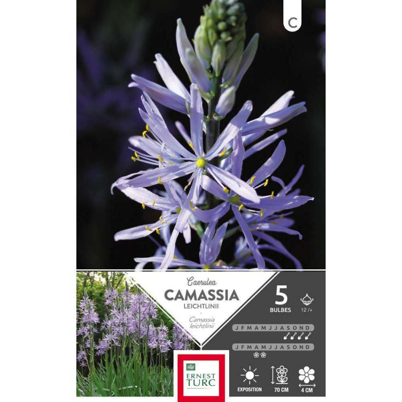 Bulbes de camassias leichtlinii 'Caerulea' - x5