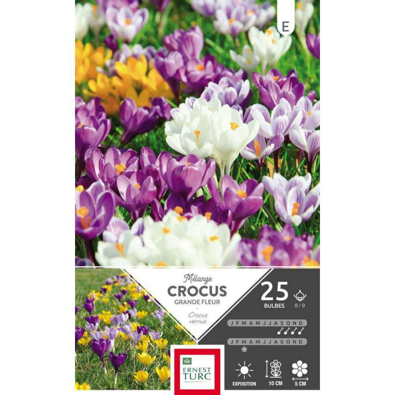 Bulbes de crocus vernus variés - x25