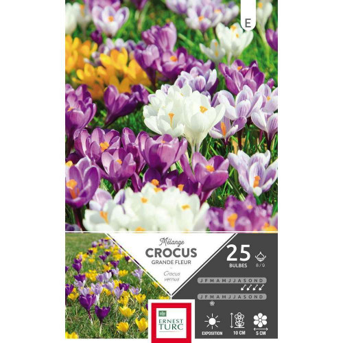 Bulbes de crocus vernus variés - x25