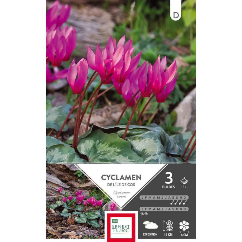 Bulbes de cyclamens coum - x3