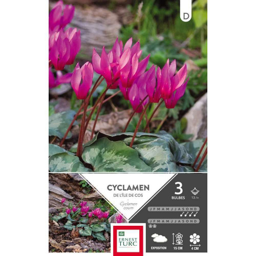 Bulbes de cyclamens coum - x3
