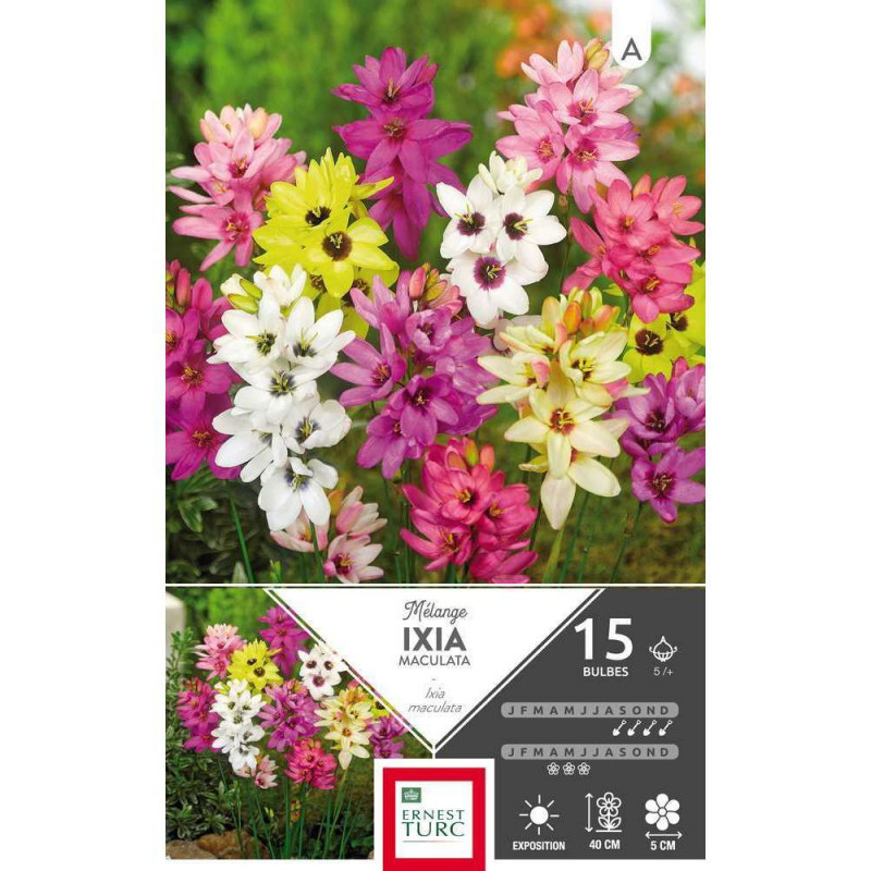 Bulbes d'ixias variés - x15