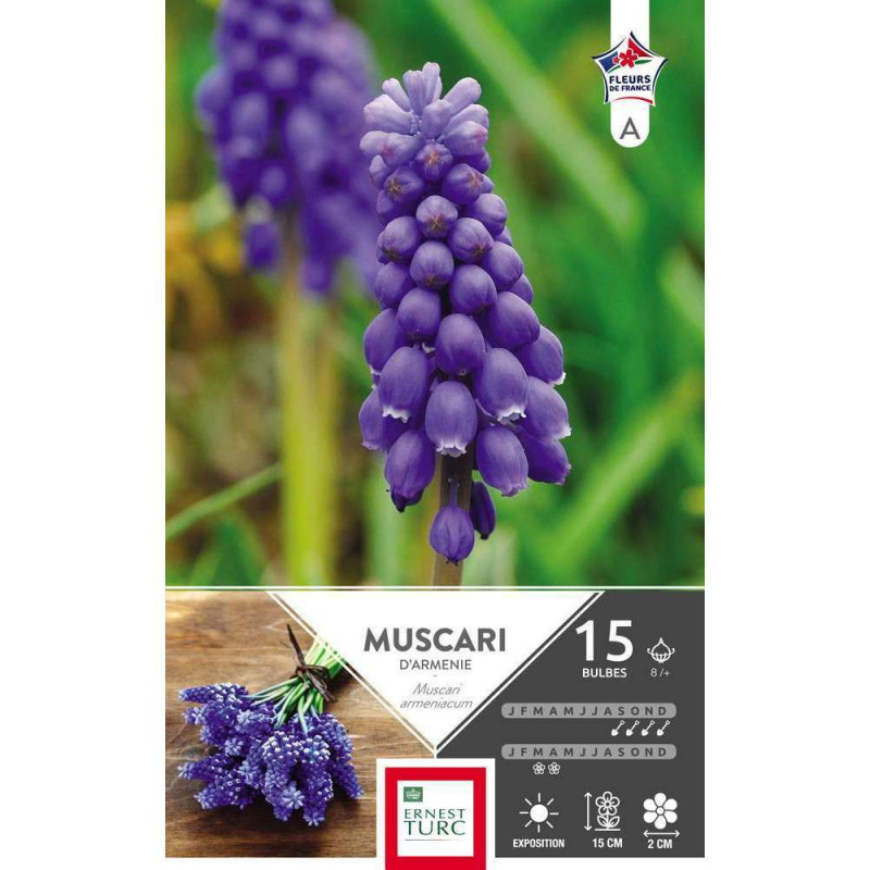 Bulbes de muscaris armeniacum - x15