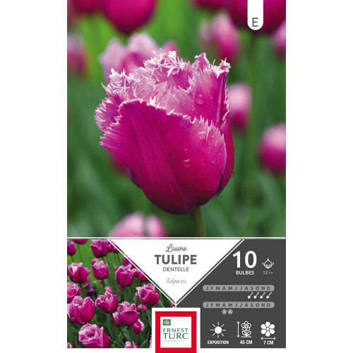 Bulbes de tulipes dentelle 'Louvre' - x10