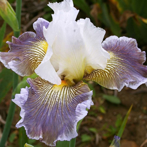 IRIS CIEL GRIS SUR POILLY
