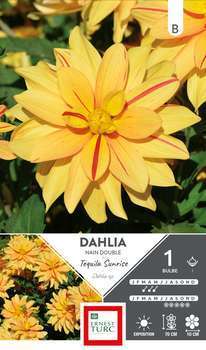 Bulbe dahlia Nain Double Tequila Sunrise x1