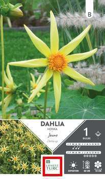Dahlia Honka Jaune I x1