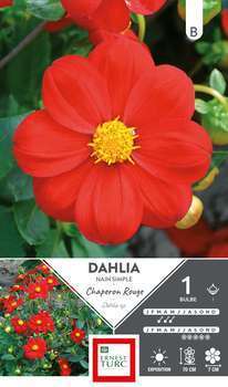 Dahlia nain simple Chaperon Rge I x1
