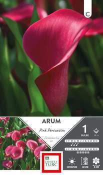Arum Pink Persuasion 14/+ X1