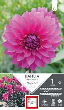 Bulbe dahlia nain double Purple Art x1