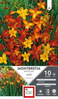 *BRODIAEA REINE FABIOLA 4/+ X15