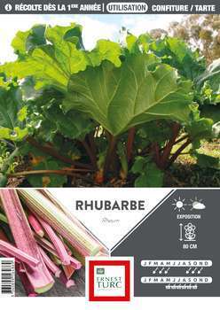 Souche de Rhubarbe x1