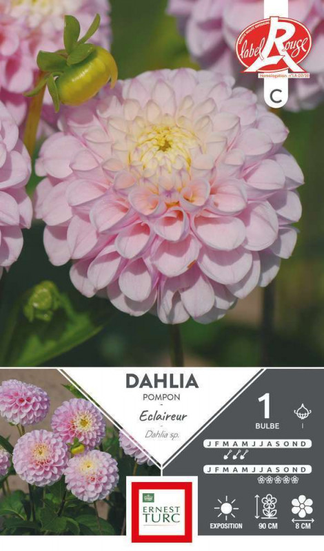 Bulbe de Dahlia pompon 'Éclaireur® 'x 1