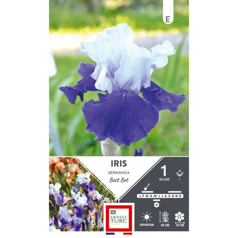 Bulbe, iris Germinaca Best Bet x1