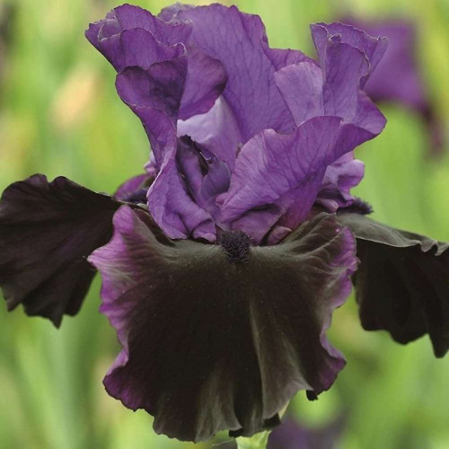 IRIS MIDNIGHT TREAT