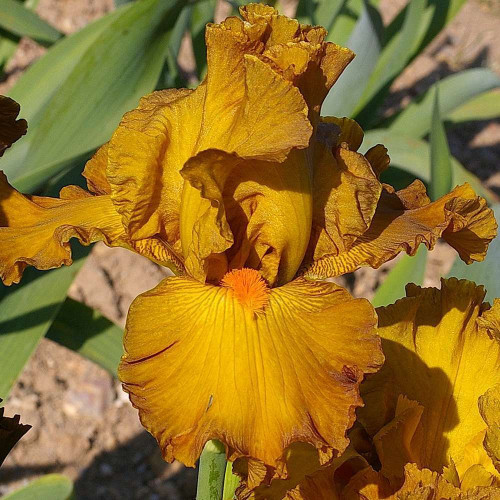 IRIS CIGARILLO