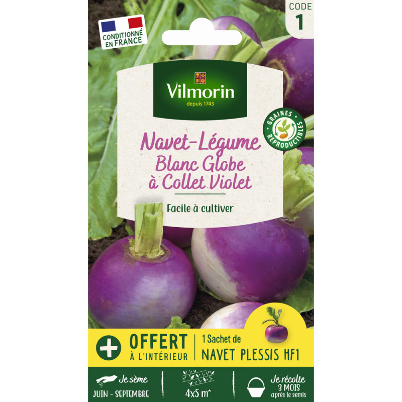 Navet blanc Globe à collet violet + 1 sachet navet
