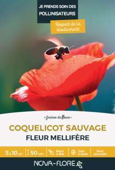Coquelicot sauvage